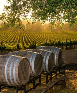 Southern atmosphere of the nature-friendly artisan winery